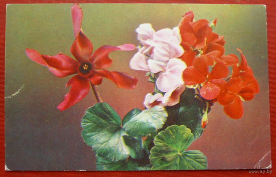 Поздравляем! Чистая. 1972 года. Фото Шамшина. *372.