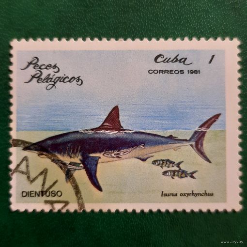 Куба 1981. Фауна. Рыбы. Isurus Oxyrhynchus. Марка из серии