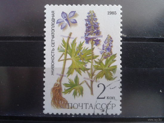 1985 Живокость, лекарственное растение