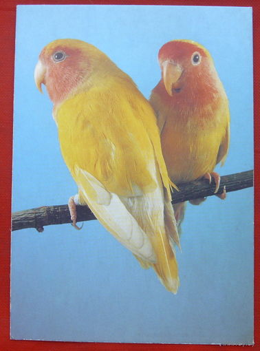 Попугайчики. Чистая. 1990 года. 1498.