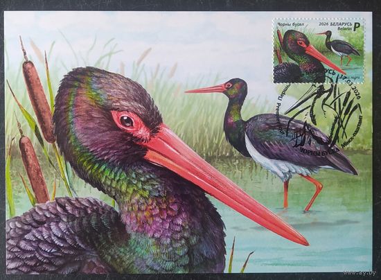 Беларусь 2026 КМ, птица года.