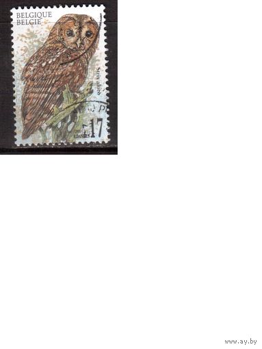 Бельгия-1999,(Мих. 2859) гаш. ,   Фауна, Птицы, Совы
