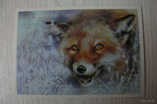 Исаков А., Лис; 1989, чистая.