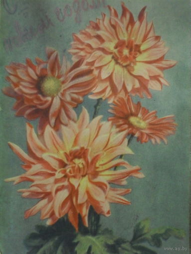 ПОДПИСАННАЯ ОТКРЫТКА СССР. ГЕОРГИНЫ И АСТРЫ. 1956 год.