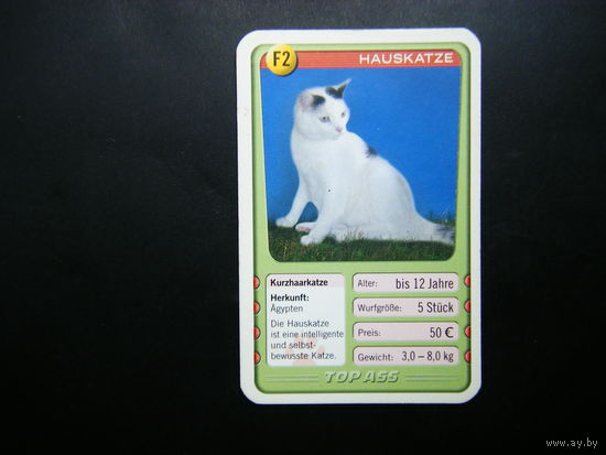 Карточка КОШКИ 26