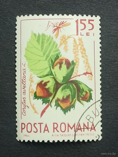 Румыния 1964. Лесные фрукты. Лещина обыкновенная