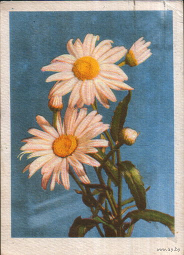 Подписанная открытка 1960г. Латвийская ССР "Ромашки" фото В. Упитис