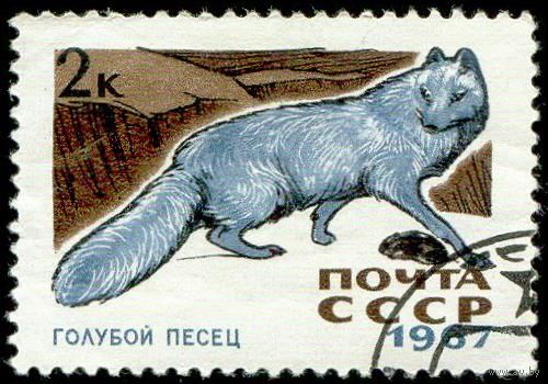 Пушные звери Фауна СССР 1967 год 1 марка