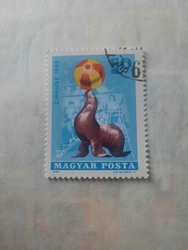 Венгрия 1965. Цирк. Морские котики