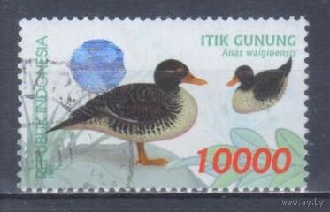 [737] Индонезия 1998. Фауна.Птицы.Утки.10000р. Гашеная марка.