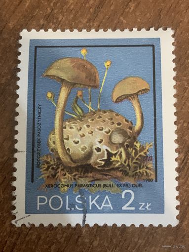 Польша 1980. Грибы. Xerocomus parasiticus. Марка из серии