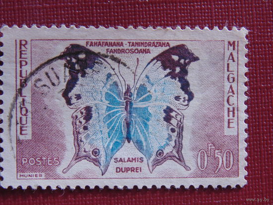 Мадагаскар.  Бабочки.
