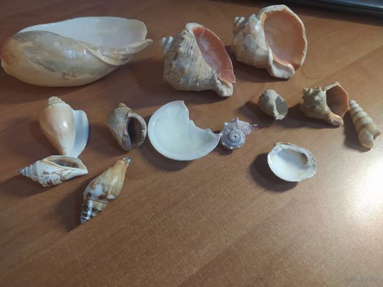 Ракушки морские