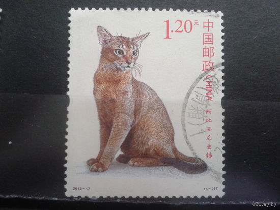 Китай, 2013. Кошка