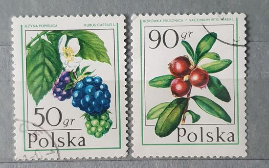 Польша ягоды 2шт