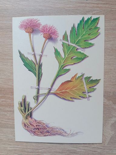 Косоруков 1985