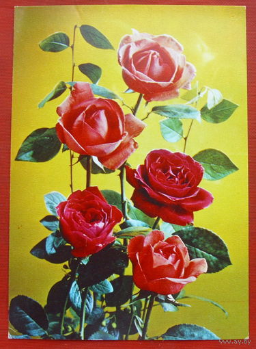 Розы. Чистая. 1984 года. Костенко. 1469.
