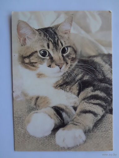 Календарик 1993 г. Кот. (112).