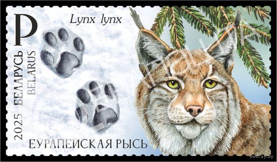 2025 БЕЛАРУСЬ Марка "Следы зверей" MNH