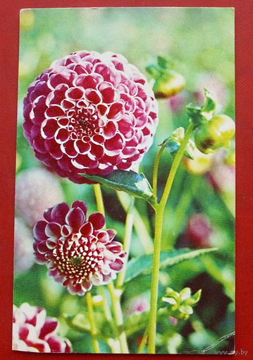 Георгины " Андрюша ". Чистая. 1975 года. 935.