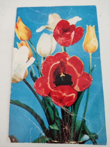 Открытка 1969г, художник Е.Шворак