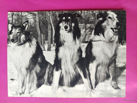Шотландские колли. Чистая. Фото Елисеева. 1968 года. 2388.