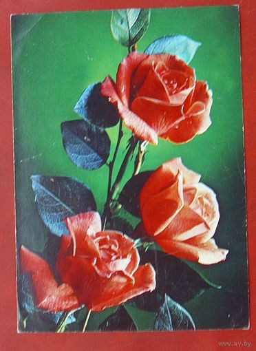 Розы. Чистая. 1984 года. Костенко. *58.