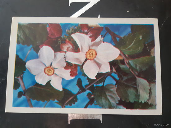 Данилкина Композиция из цветов