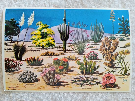США. Кактусы и пустынная флора Великого Юго-Запада