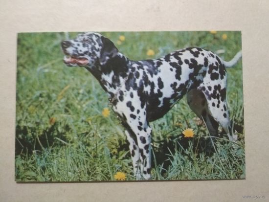 Карманный календарик. Собака. 1991 год