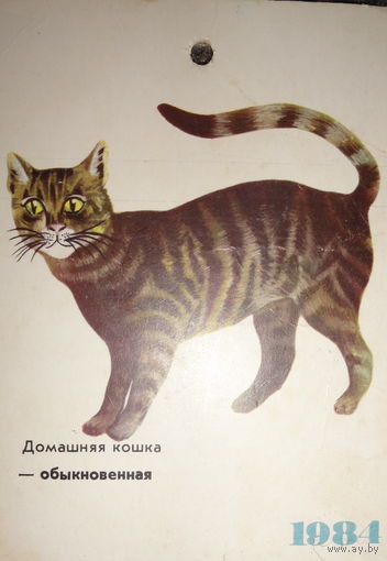 Карточка Кошка обыкновенная, домашняя 1984 год